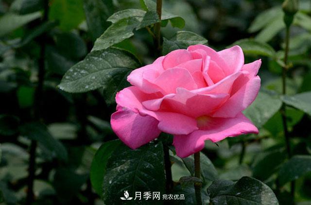 月季換盆知識干貨，快收藏(圖1)