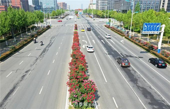 合肥高新區(qū)月季大道華麗亮相，你打卡了嗎？(圖1)