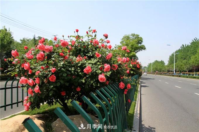 合肥高新區(qū)月季大道華麗亮相，你打卡了嗎？(圖3)