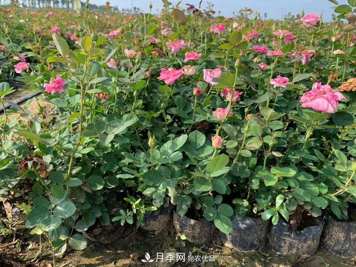 不同類型月季，地栽間隔要隔多遠？(圖1)