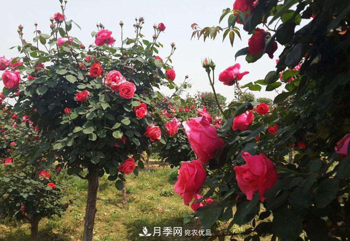 月季能活多少年？月季的壽命長(zhǎng)嗎？月季樹(shù)可達(dá)30年(圖1)