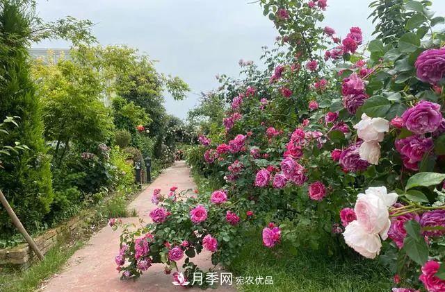 月季爆紅朋友圈！浙江這個(gè)80后男人擁有自己的夢(mèng)幻花園(圖1)