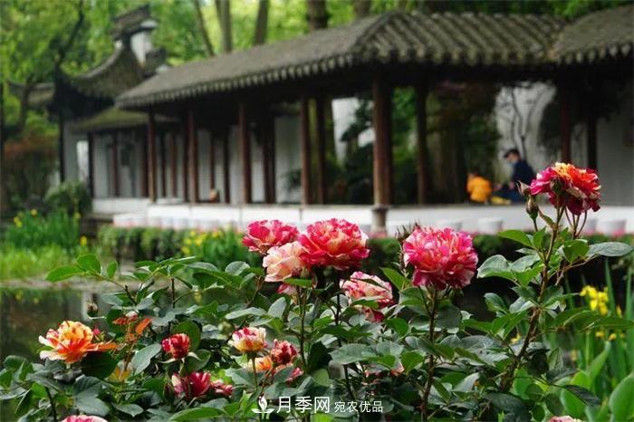 205萬株月季全城盛放！貫穿杭州的“空中花廊”你走過嗎？(圖3)