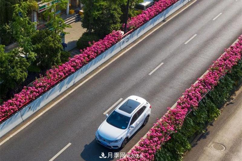 205萬株月季全城盛放！貫穿杭州的“空中花廊”你走過嗎？(圖8)