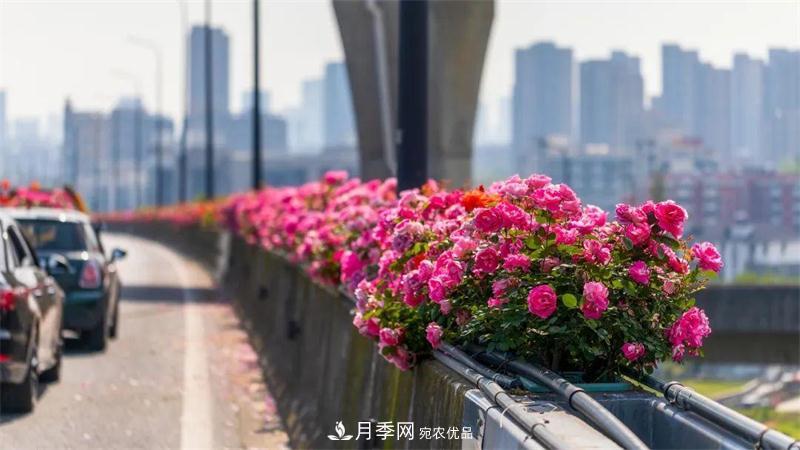 205萬株月季全城盛放！貫穿杭州的“空中花廊”你走過嗎？(圖7)
