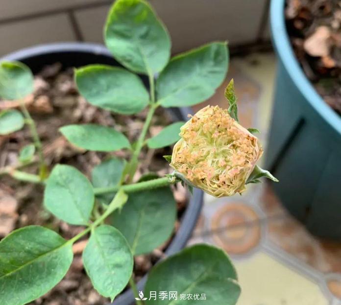 夏天月季需要遮陰嗎？(圖1)