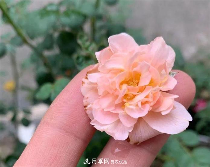 夏天月季需要遮陰嗎？(圖3)
