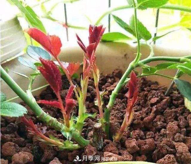 如何讓月季新芽多？4招“促芽”方法，秋天再來一大波(圖2)
