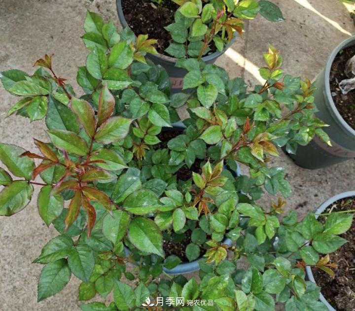 如何讓月季新芽多？4招“促芽”方法，秋天再來一大波(圖3)