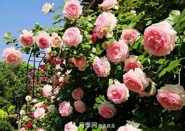 花中皇后，月季花有什么功效與作用？(圖1)