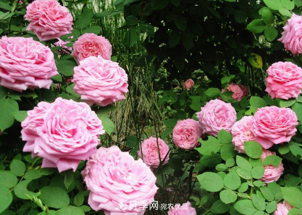 花中皇后，月季花有什么功效與作用？(圖3)