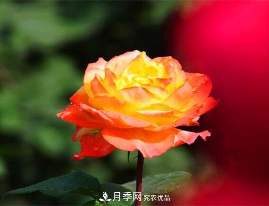 藤本月季有哪些好品種？我推薦這5個品種(圖4)
