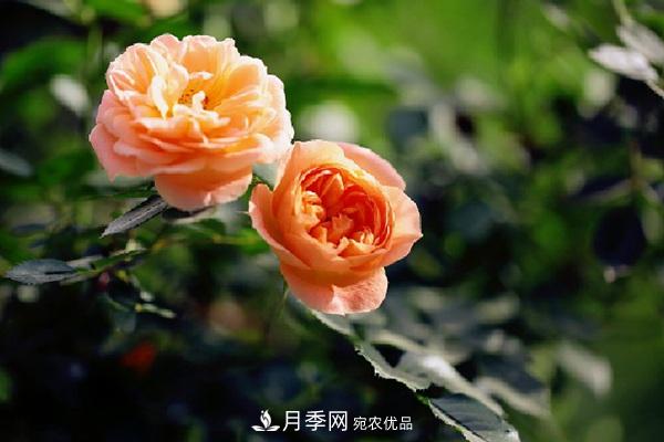 藤本月季有哪些好品種？我推薦這5個品種(圖2)