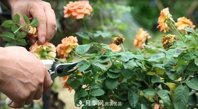 月季修剪有技巧，做好這幾點(diǎn)，花謝了還能開好幾茬(圖1)