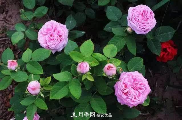月季修剪有技巧，做好這幾點(diǎn)，花謝了還能開好幾茬(圖2)