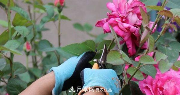 月季修剪有技巧，做好這幾點(diǎn)，花謝了還能開好幾茬(圖3)