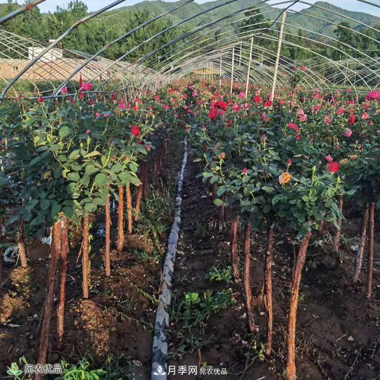 3公分月季樹批發(fā)價格多少，樹狀月季基地新報價(圖4)