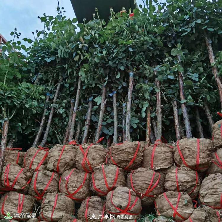 3公分月季樹批發(fā)價格多少，樹狀月季基地新報價(圖5)