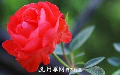 玫瑰和月季哪個(gè)好養(yǎng)？(圖2)