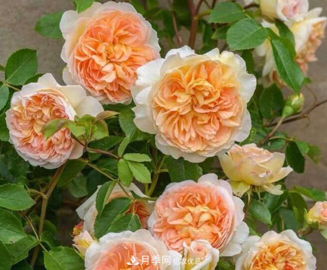 月季花什么品種好看？9大驚艷花友的月季品種(圖1)
