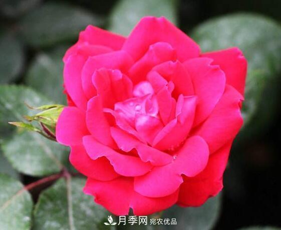 月季花什么品種好看？9大驚艷花友的月季品種(圖9)