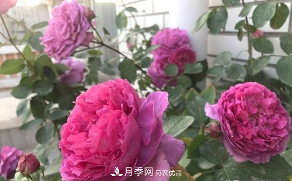 據(jù)說(shuō)大花月季有上萬(wàn)個(gè)品種？大花月季品種大全！(圖2)