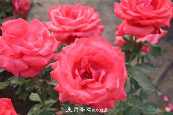 據(jù)說(shuō)大花月季有上萬(wàn)個(gè)品種？大花月季品種大全！(圖3)