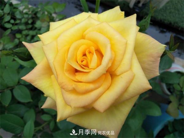 據(jù)說(shuō)大花月季有上萬(wàn)個(gè)品種？大花月季品種大全！(圖4)