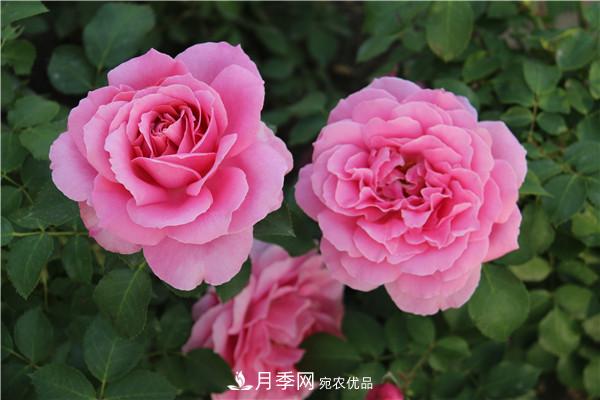 據(jù)說(shuō)大花月季有上萬(wàn)個(gè)品種？大花月季品種大全！(圖5)