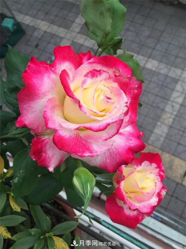 據(jù)說(shuō)大花月季有上萬(wàn)個(gè)品種？大花月季品種大全！(圖6)
