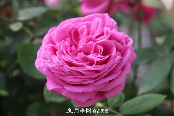 據(jù)說(shuō)大花月季有上萬(wàn)個(gè)品種？大花月季品種大全！(圖7)