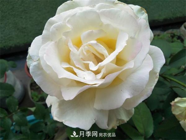 據(jù)說(shuō)大花月季有上萬(wàn)個(gè)品種？大花月季品種大全！(圖8)