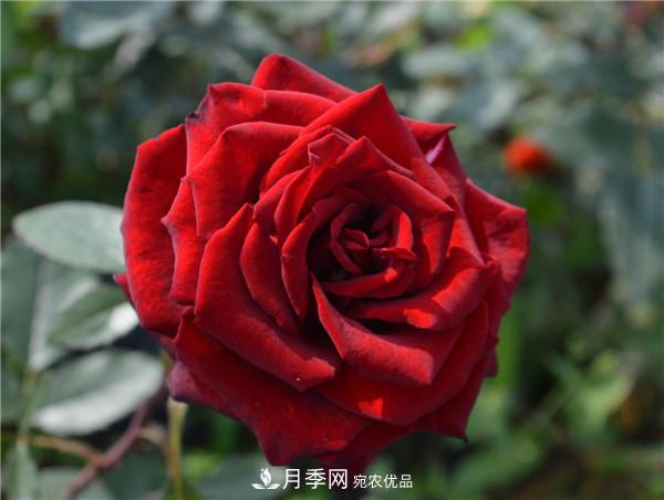 據(jù)說(shuō)大花月季有上萬(wàn)個(gè)品種？大花月季品種大全！(圖9)