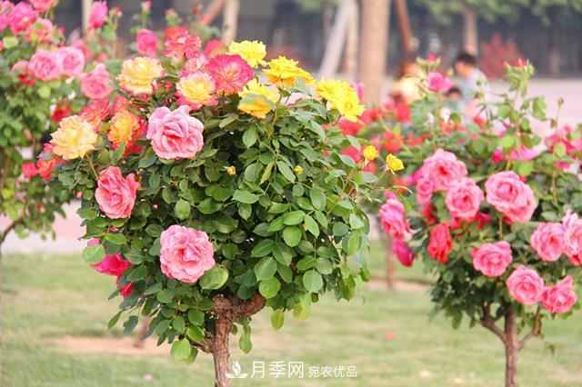 月季樹花期長，花型好看，栽種簡單，適合盆栽地栽(圖2)
