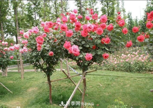 月季樹花期長，花型好看，栽種簡單，適合盆栽地栽(圖3)