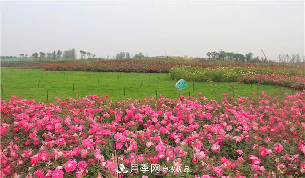 苗木工程人必看，六大品種類型月季在園林綠化中的運(yùn)用！(圖2)