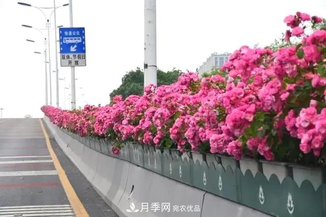 苗木工程人必看，六大品種類型月季在園林綠化中的運(yùn)用！(圖3)