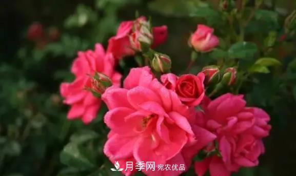 苗木工程人必看，六大品種類型月季在園林綠化中的運(yùn)用！(圖6)