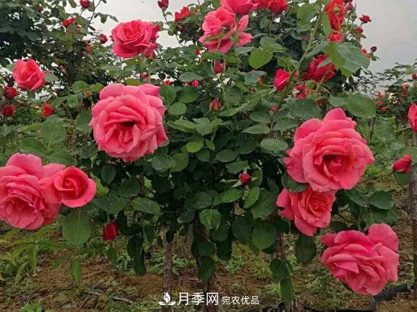 樹狀月季耐寒易栽種，樹狀月季該如何養(yǎng)護？(圖2)