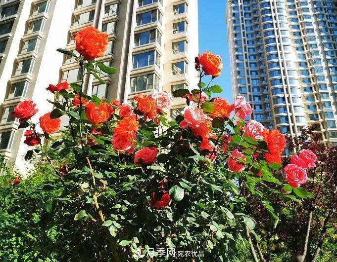 房地產(chǎn)小區(qū)綠化用上網(wǎng)紅月季花，怎么樣？業(yè)主贊不絕口(圖1)