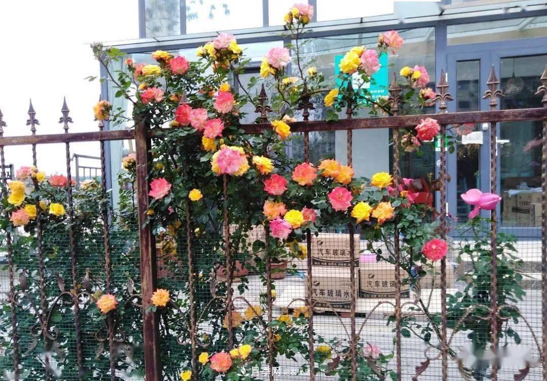 房地產(chǎn)小區(qū)綠化用上網(wǎng)紅月季花，怎么樣？業(yè)主贊不絕口(圖2)