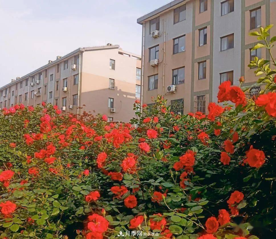 房地產(chǎn)小區(qū)綠化用上網(wǎng)紅月季花，怎么樣？業(yè)主贊不絕口(圖4)