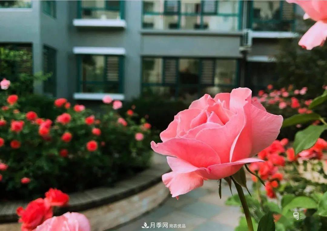 房地產(chǎn)小區(qū)綠化用上網(wǎng)紅月季花，怎么樣？業(yè)主贊不絕口(圖6)