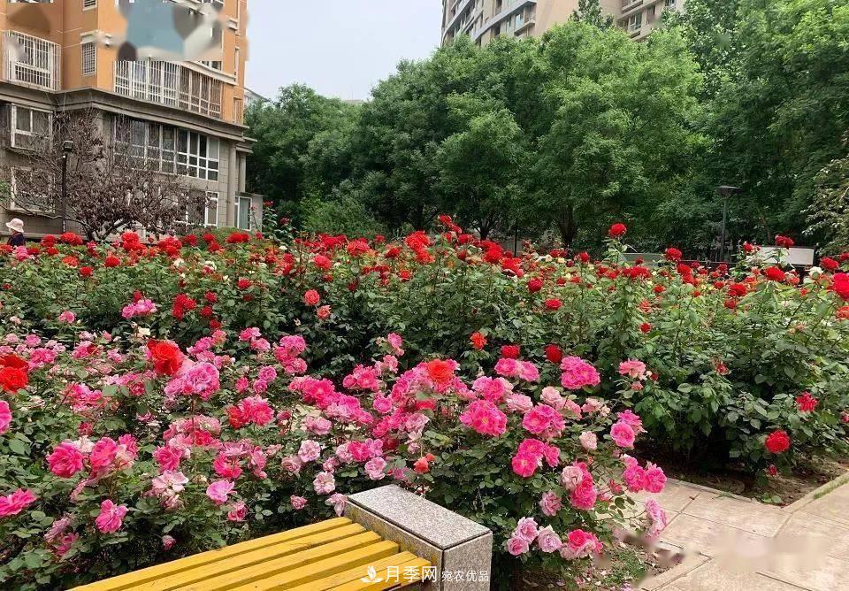 房地產(chǎn)小區(qū)綠化用上網(wǎng)紅月季花，怎么樣？業(yè)主贊不絕口(圖5)