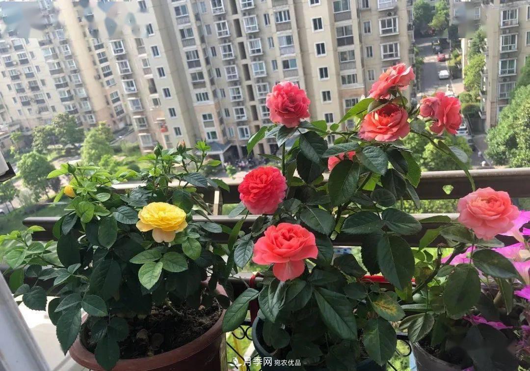 房地產(chǎn)小區(qū)綠化用上網(wǎng)紅月季花，怎么樣？業(yè)主贊不絕口(圖7)