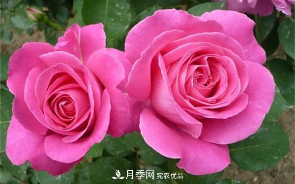 花大、濃香且適合新手栽種的3個(gè)大花月季品種推薦(圖2)