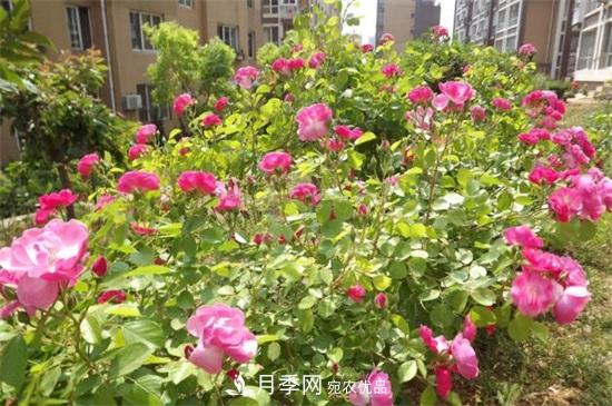 藤本月季怎么爬藤，修剪得當正確牽引(圖1)