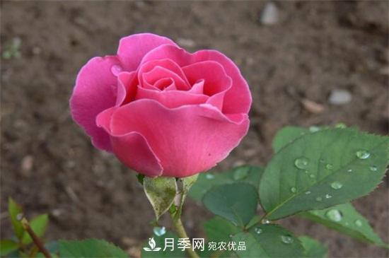 藤本月季怎么爬藤，修剪得當正確牽引(圖2)