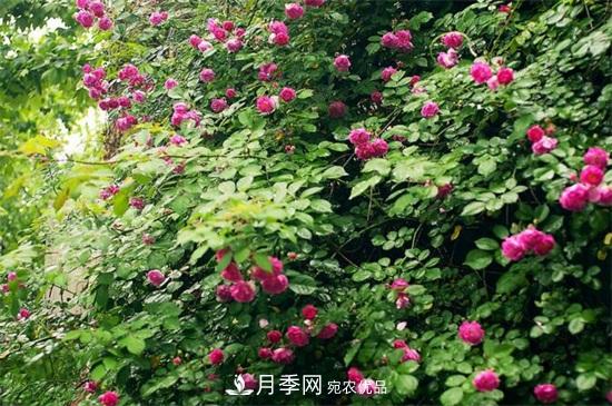 藤本月季怎么爬藤，修剪得當正確牽引(圖3)