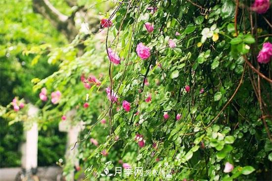 藤本月季怎么爬藤，修剪得當正確牽引(圖4)